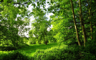 Lush green forest bench bushes - a blue sky in the background free wallpaper for desktop