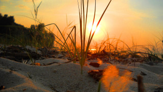 Sunset beach grass dusk fire - impressionist free wallpaper