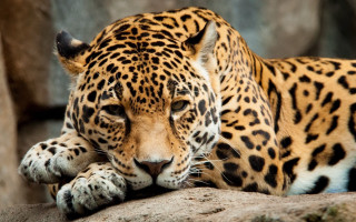 Leopard lying rock closed eyes - the rock free wallpaper
