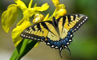 Butterfly yellow flower macro nature - e. simms campbell free wallpaper