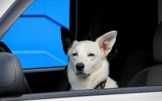 Dog shiba inu car window - furry free wallpaper
