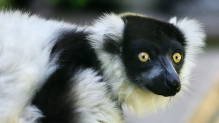 Monkey yellow eyes blurry tree - yellow eye free wallpaper