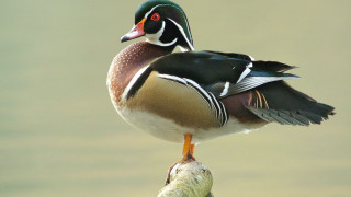 Duck perched branch water green - brenda chamberlain free wallpaper