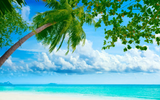 Palm tree beach sky clouds 2 - beach free wallpaper