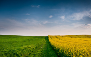 Green grass dirt path yellow 2 - yellow flower free wallpaper for desktop