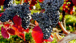 Grapes vineyard red leaves green - a bunch of grapes free wallpaper