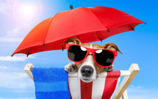 Dog sunglasses beach chair umbrella - a beach chair free wallpaper