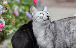 Cat flower black cat outdoors - brenda chamberlain free wallpaper
