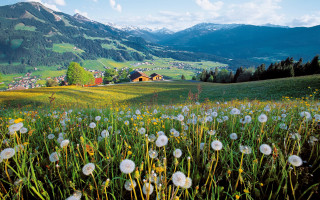 Dandelion field mountain village cloud - florence engelbach free wallpaper