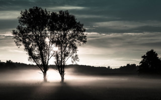 Foggy sunshine tree field volumetric - volumetric free wallpaper