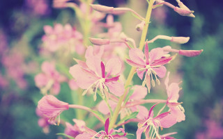 Pink flower bokeh macro lily - a blurry background of flowers free wallpaper