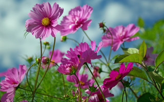 Pink flowers grass sky clouds - pink flower free wallpaper