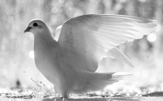 White bird wings spread rain - wet free wallpaper