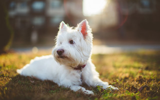 White dog grass red collar 3 - esther blaikie mackinnon free wallpaper