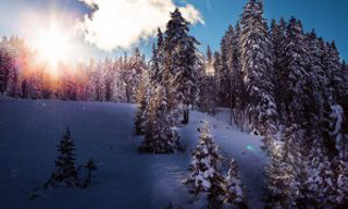 Snowy landscape trees bright sun 10 - bela čikoš sesija free wallpaper