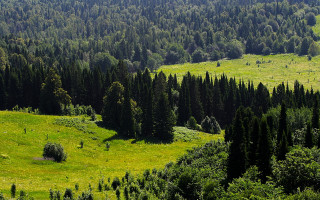 Lush green field trees forest - alen divi free wallpaper