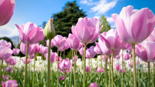 Pink flower field blue sky - a picture free wallpaper for desktop