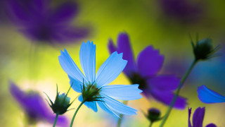 Closeup flower bokeh butterfly hydrangea - dennis flanders free wallpaper