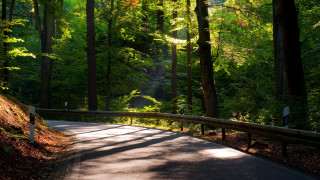 Forest road bench rimlight sunset - both side of it free wallpaper
