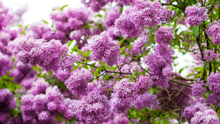 Purple flower tree branch sunlight - synchromism free wallpaper
