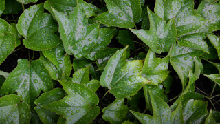 Green plant water droplets closeup - a green plant free wallpaper