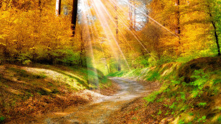 Dirt road trees yellow leaves 2 - the top of the trees free wallpaper