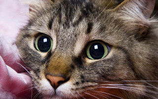 Cat green eyes pink blanket - eye free wallpaper