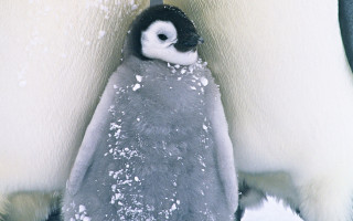 Penguin snow pile flakes outdoor - a penguin free wallpaper