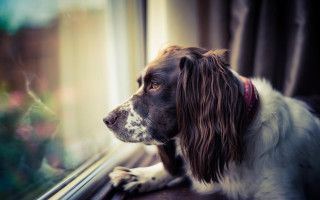 Dog window outside red collar - a red collar free wallpaper