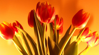 Vase flowers autumn leaves fire - a table top next free wallpaper