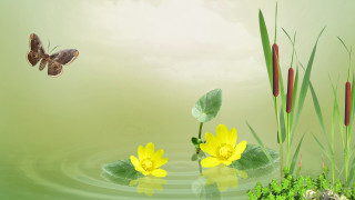 Blue butterfly yellow flowers green - green plant free wallpaper