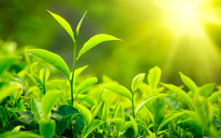 Bamboo green plant nature leaf - a close up of a plant free wallpaper