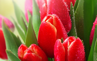 Red flowers water droplets green - green leaf and stems free wallpaper