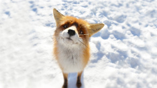 Fox snow surprised looking up - the snow free wallpaper