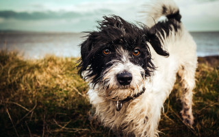 Wet dog ocean field cloudy - a field next free wallpaper