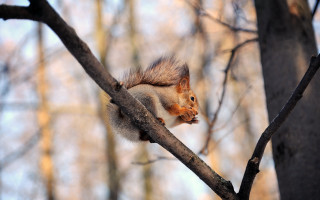 Squirrel eating nut branch woodland - background of trees free wallpaper