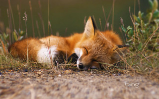 Sleeping fox grass eyes closed 2 - closed free wallpaper