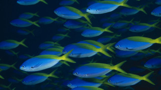 Blue fish school synchromism lostfish - smaller free wallpaper