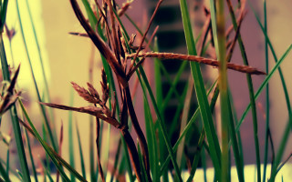Plant bamboo leaves building blur - a close up of a plant free wallpaper