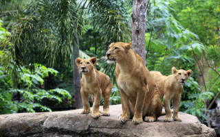 Three lions rock zoo forest - sumatraism free wallpaper
