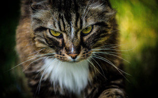 Cat whitepatch angry yelloweyes macro - the foreground free wallpaper