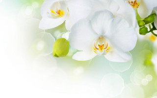 White flower green leaves white - florianne becker free wallpaper