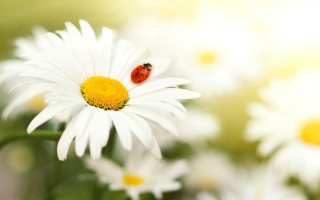Ladybug whiteflower yellowwhiteflower macro nature - white petal free wallpaper