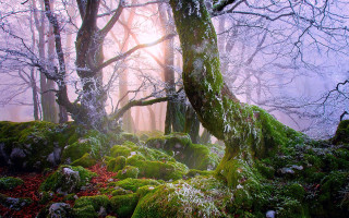 Mossy forest foggy autumn blooming - a foggy sky in the background free wallpaper