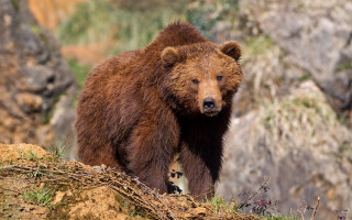 Brown bear rocky hillside wildlife 2 - a brown bear free wallpaper