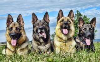 German shepherds laying grass outdoor - their tongue free wallpaper