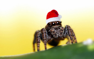 Spider santa hat leaf smiling - its head free wallpaper