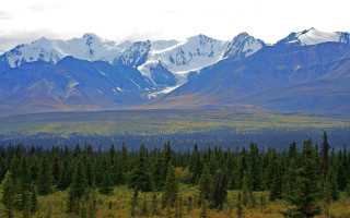 Mountain forest snow capped bush - charles ragland bunnell free wallpaper