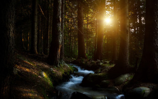 Forest stream sunshine rocks night - a stream free wallpaper