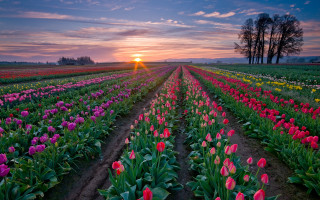 Tulip field sunset trees landscape - beautiful free wallpaper